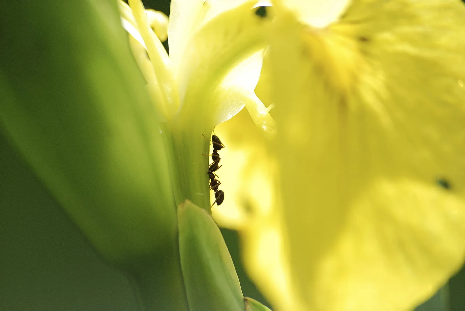 Black-Garden-Ant 12