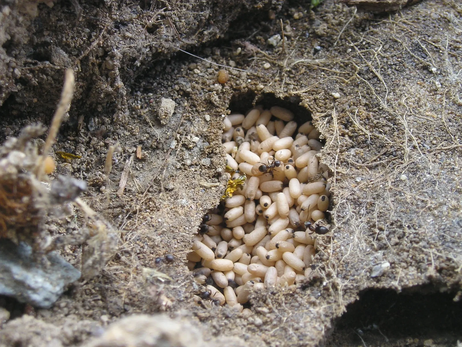 Black-Garden-Ant 13