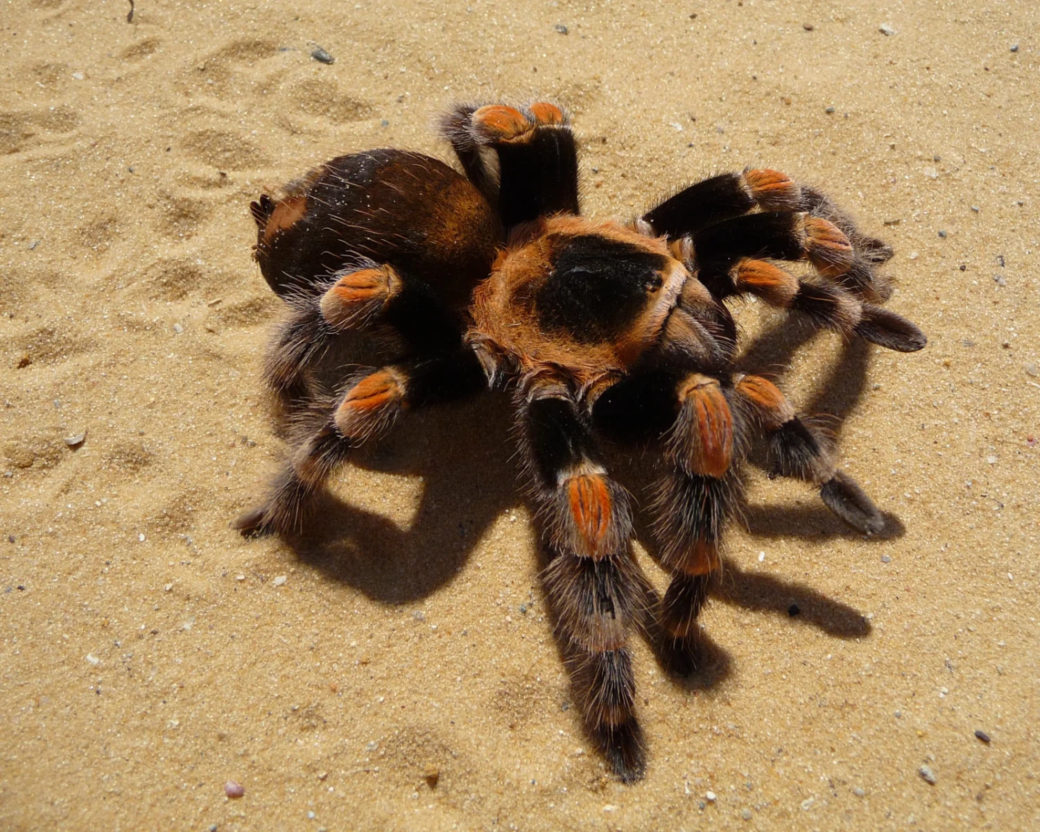 Brachypelma-Hamorii 01