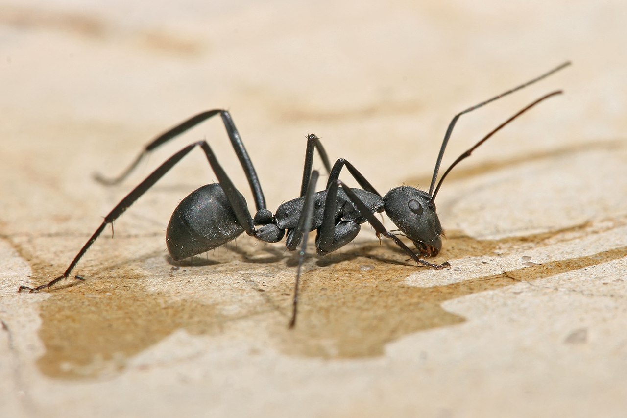 Carpenter-Ant 01
