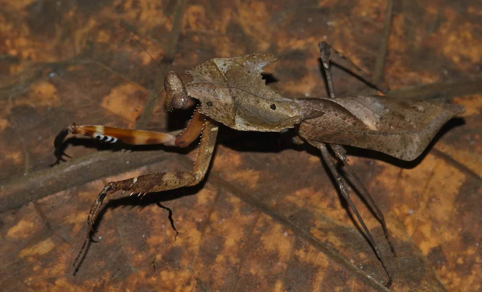 Deroplatys-Desiccata 01