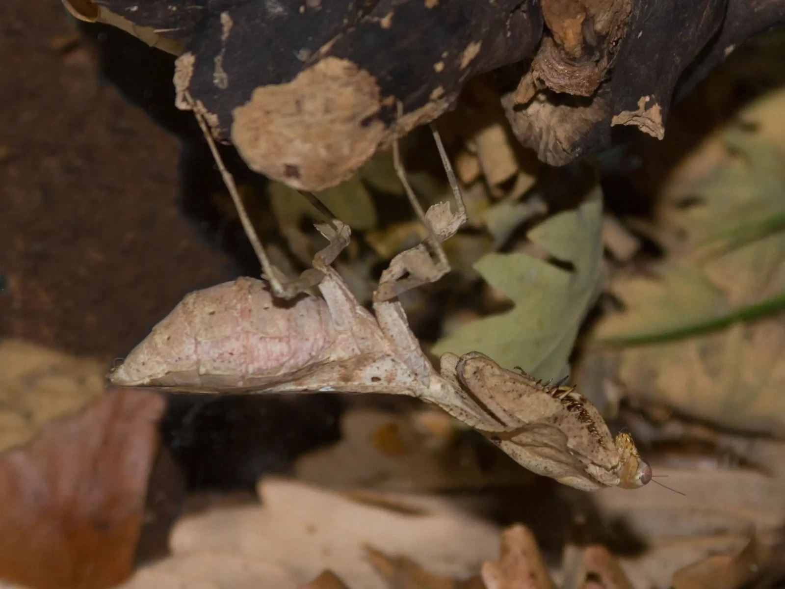 Deroplatys-Desiccata 02