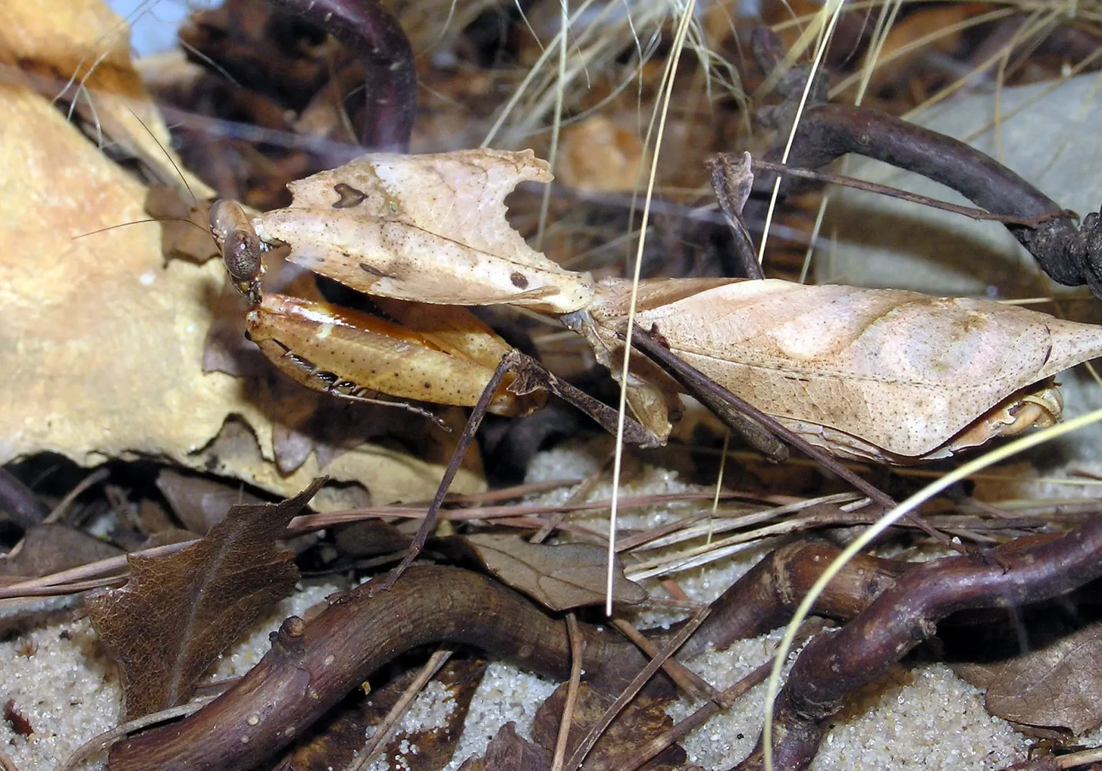 Deroplatys-Desiccata 03