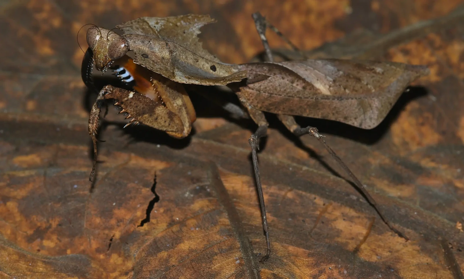 Deroplatys-Desiccata 04