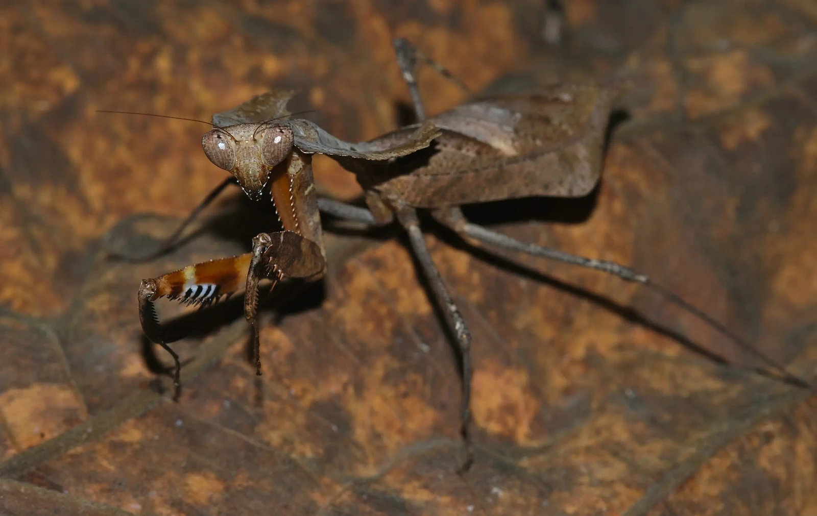 Deroplatys-Desiccata 05