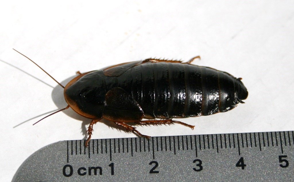 Dubia-Roach 01