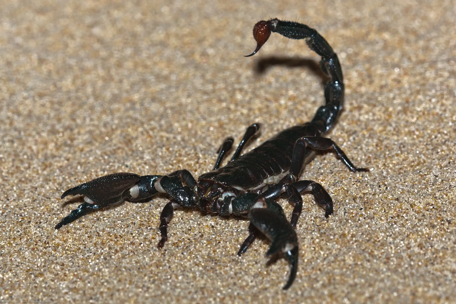 Emperor-Scorpion 02