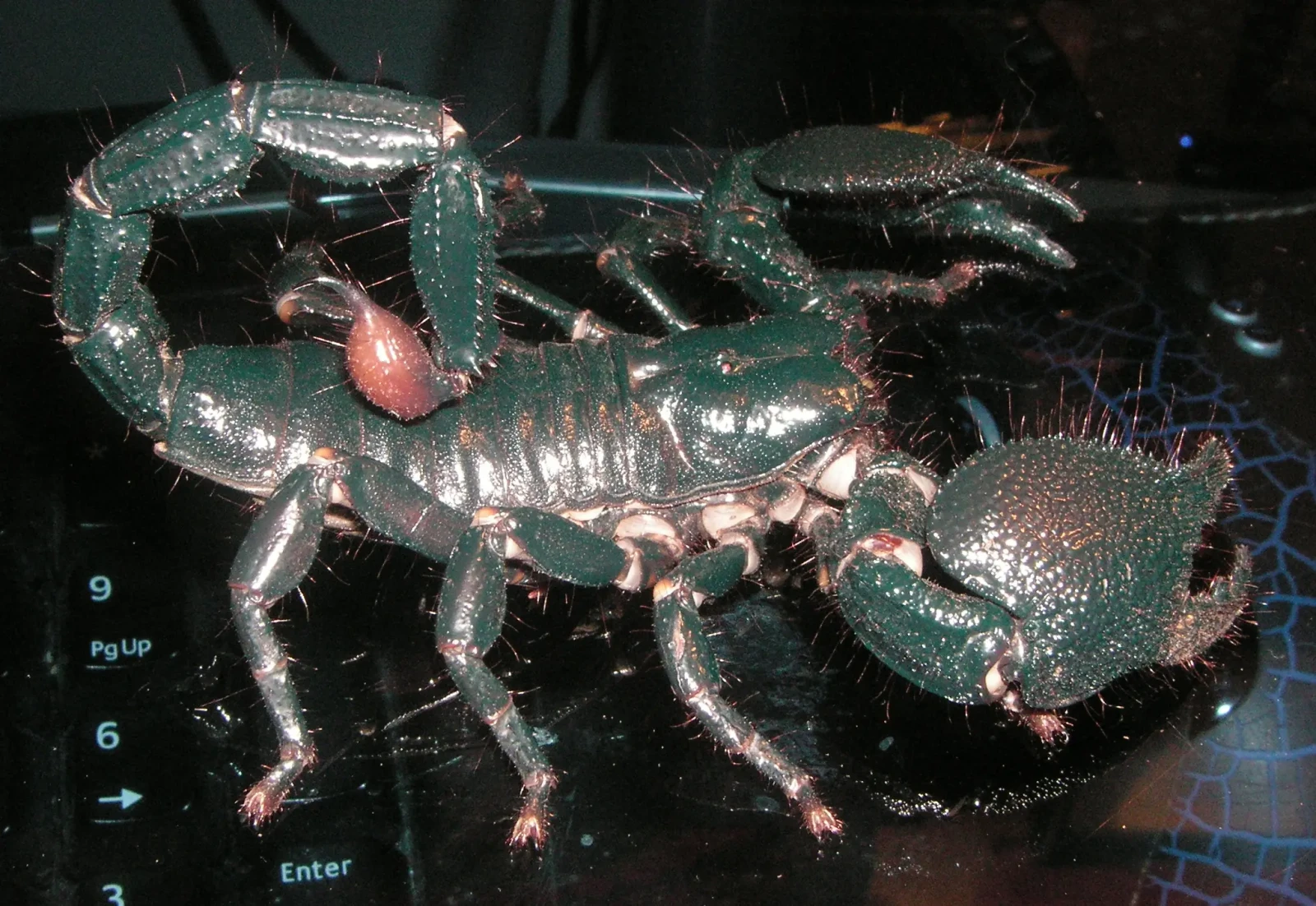 Emperor-Scorpion 03