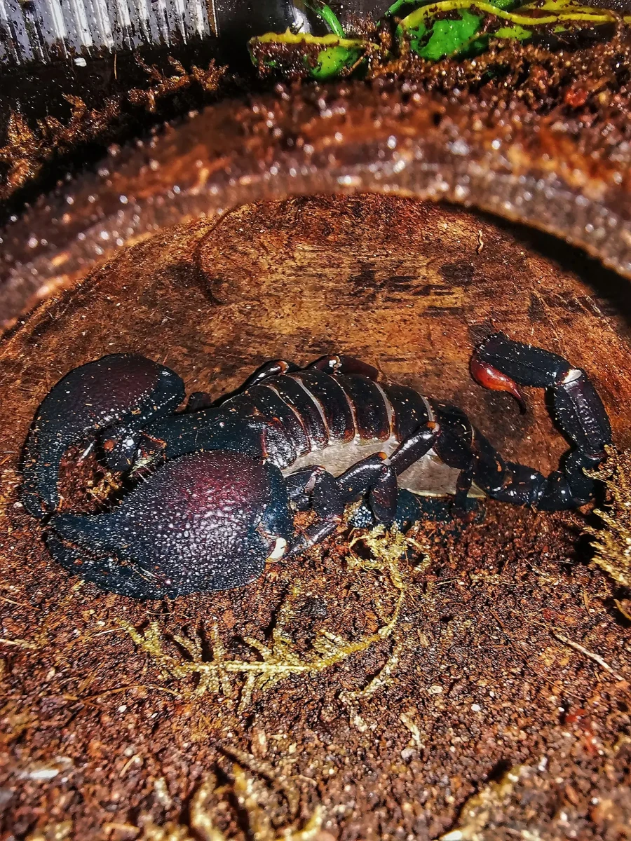 Emperor-Scorpion 04