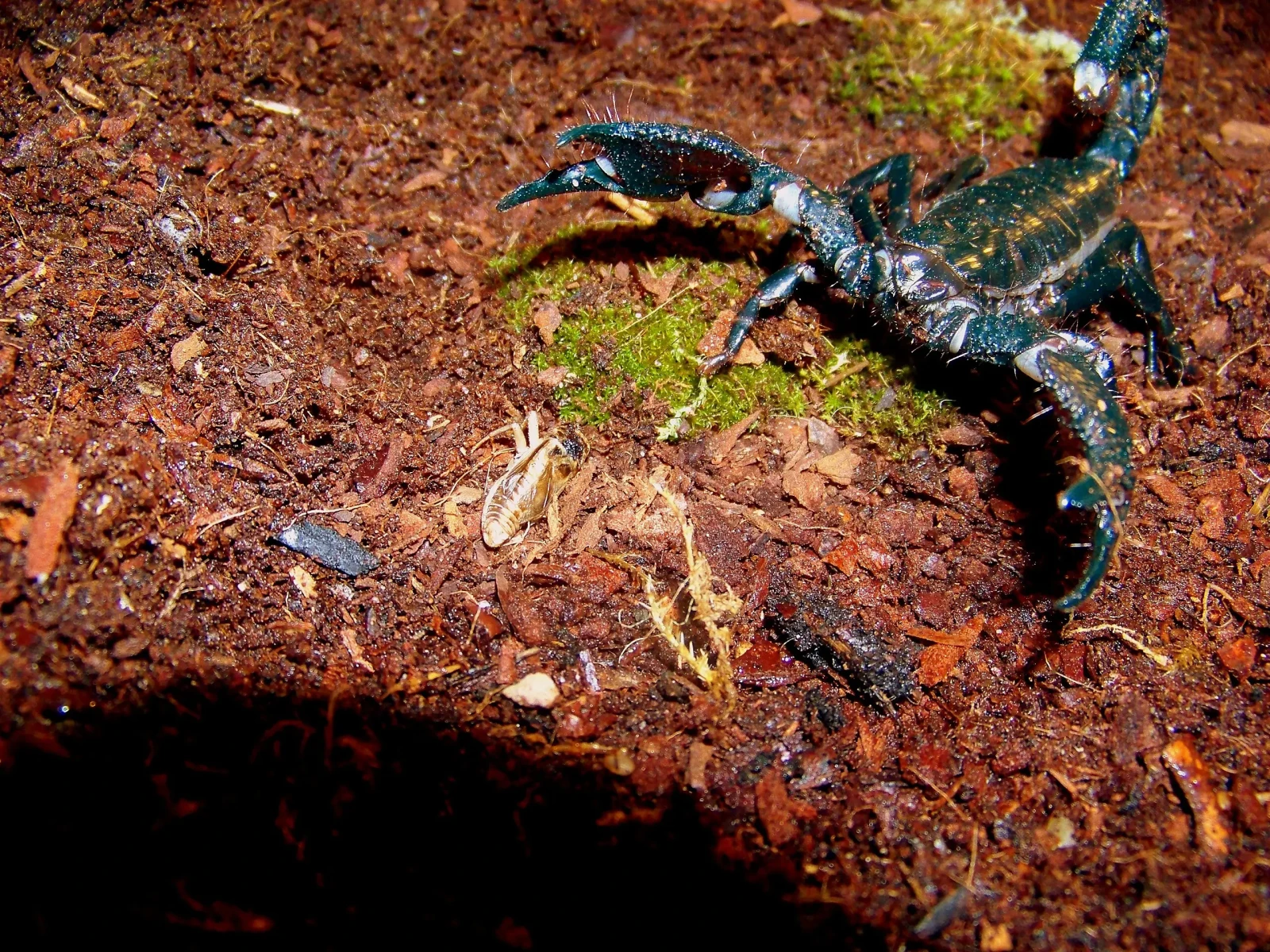 Emperor-Scorpion 05