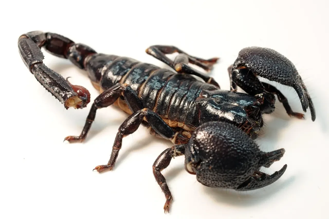 Emperor-Scorpion 06