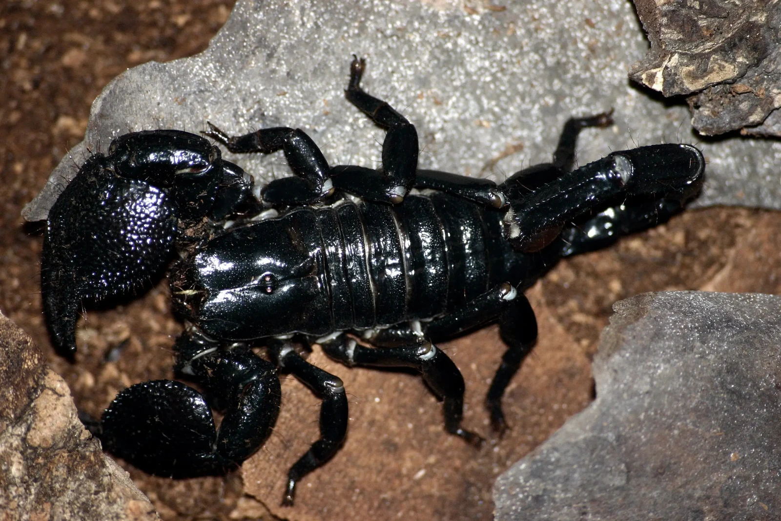 Emperor-Scorpion 07