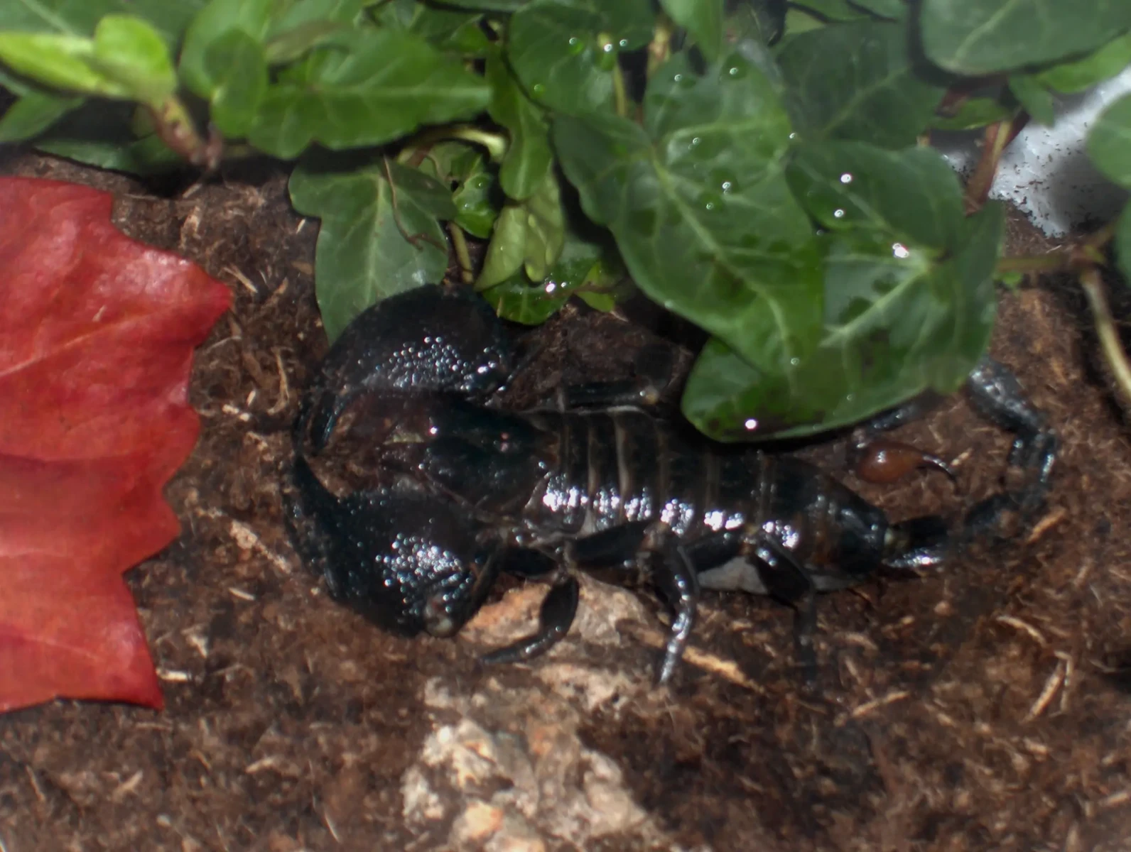 Emperor-Scorpion 08