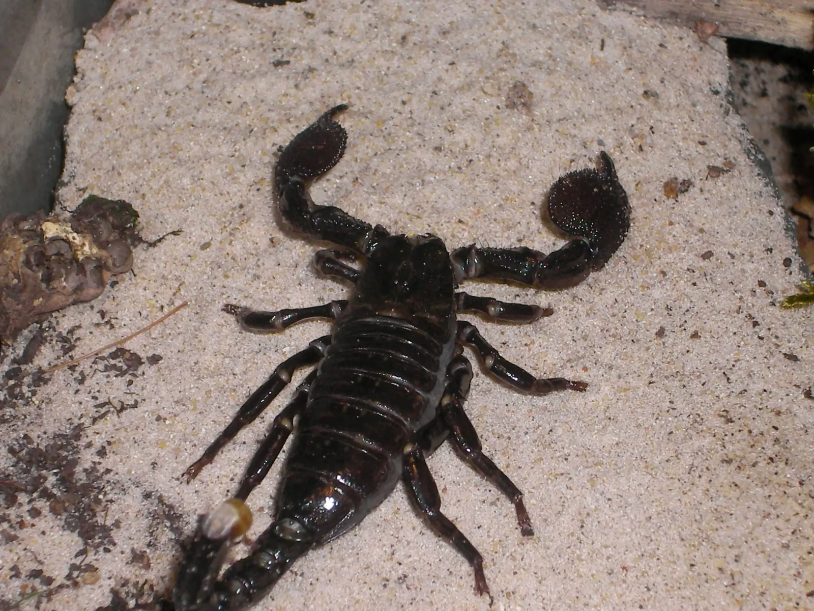 Emperor-Scorpion 09