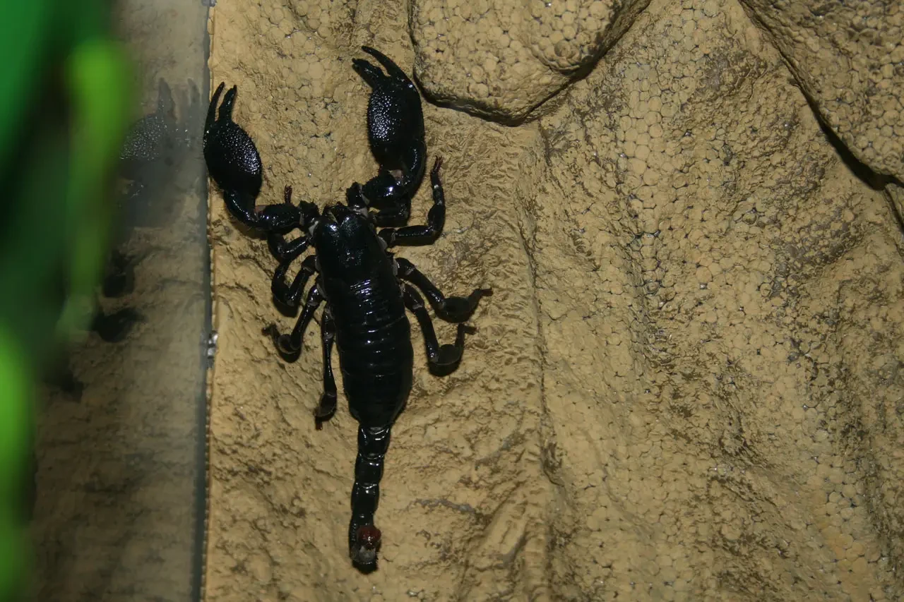 Emperor-Scorpion 10