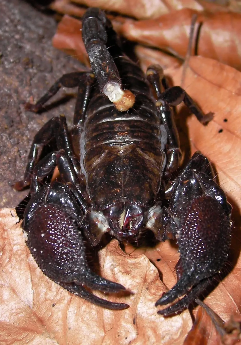 Emperor-Scorpion 11
