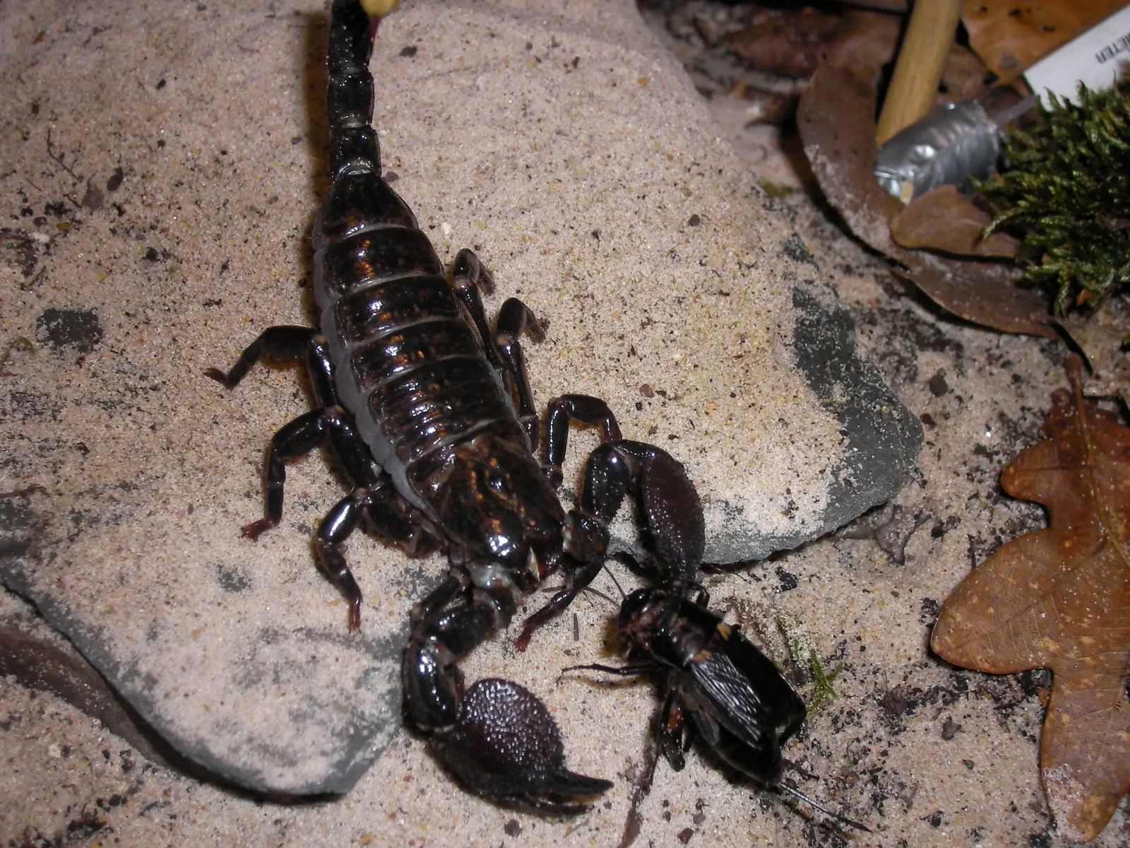 Emperor-Scorpion 12