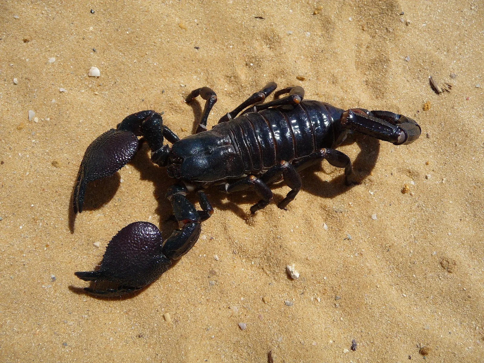 Emperor-Scorpion 13