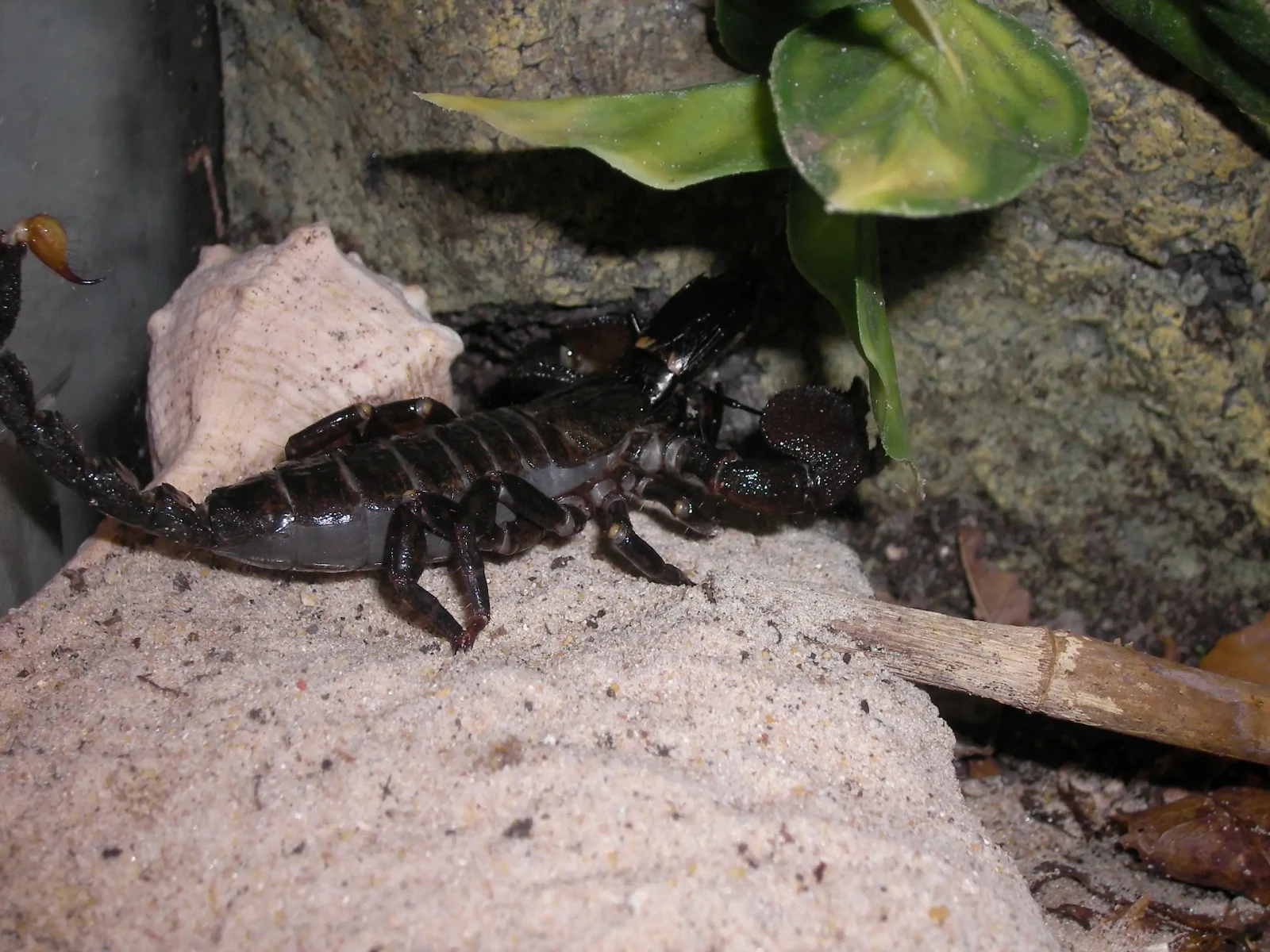 Emperor-Scorpion 14