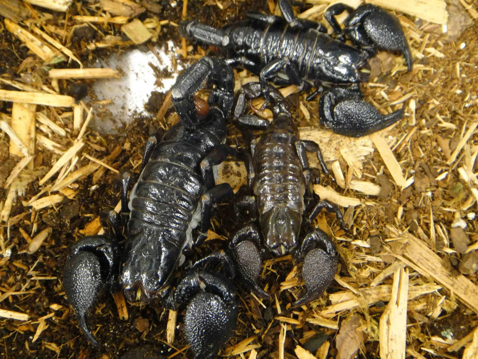 Emperor-Scorpion 15