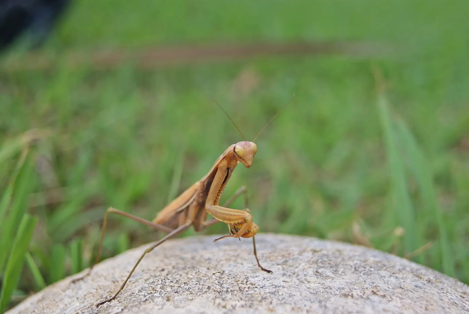 La mante religieuse : un insecte qui semble venu d'ailleurs