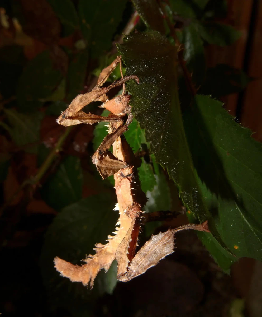 Extatosoma-Tiaratum 01