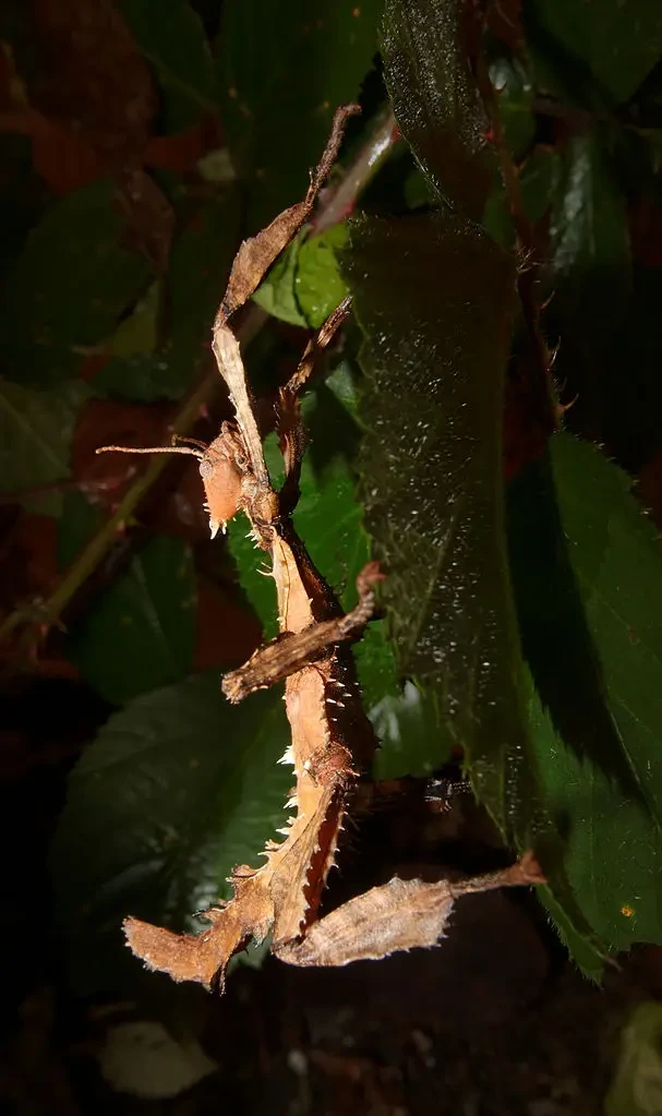 Extatosoma-Tiaratum 02