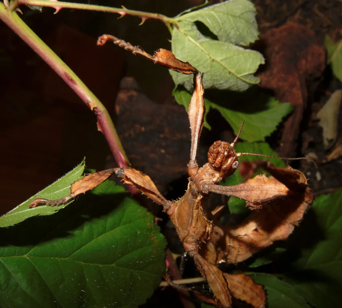 Extatosoma-Tiaratum 03