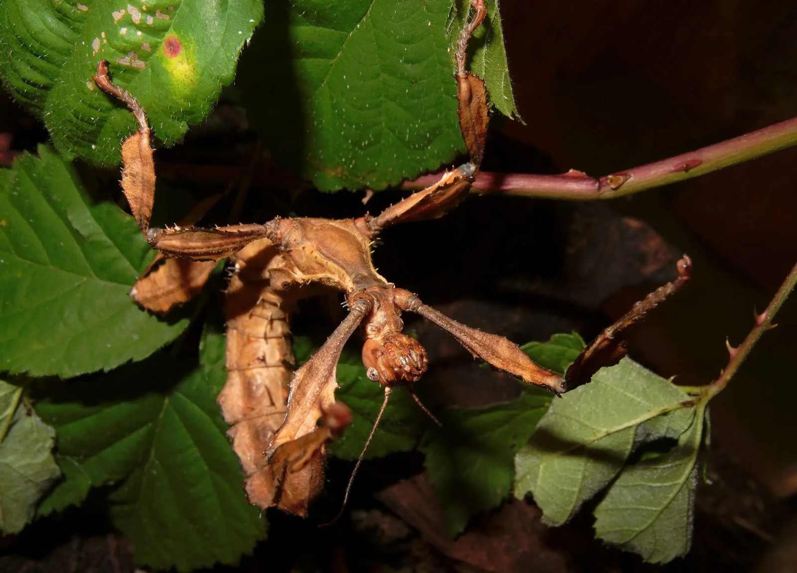 Extatosoma-Tiaratum 04