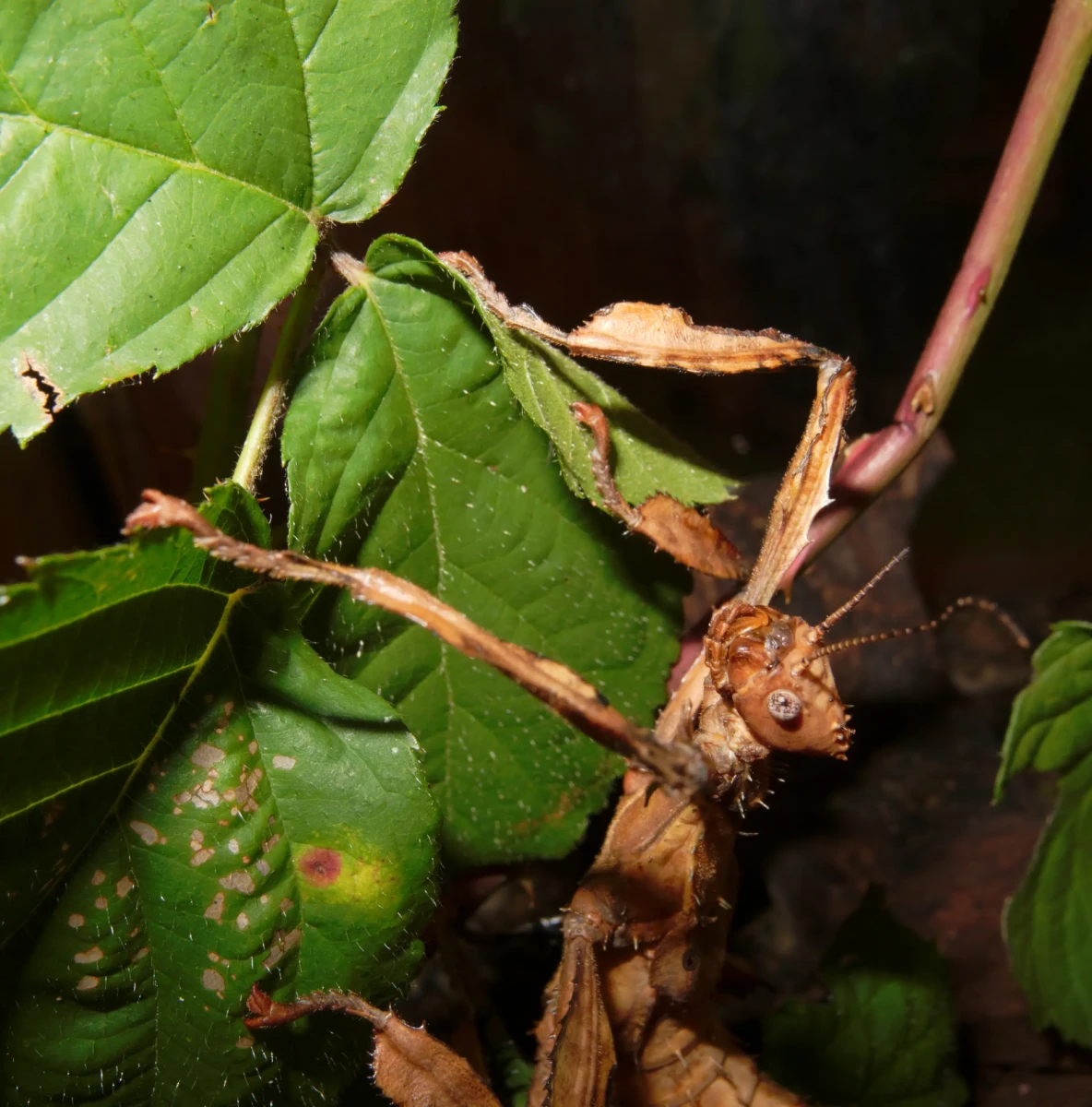 Extatosoma-Tiaratum 05