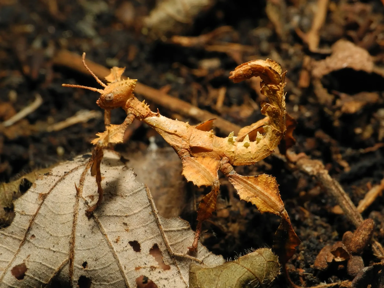 Extatosoma-Tiaratum 06