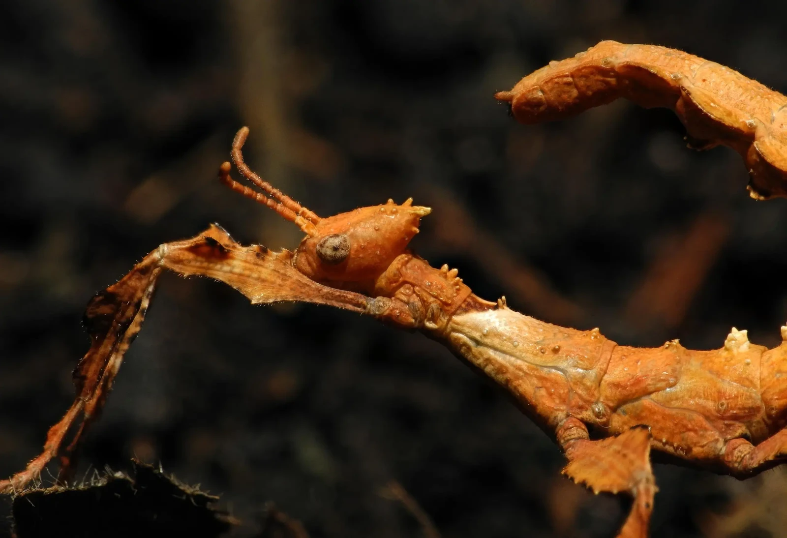 Extatosoma-Tiaratum 07