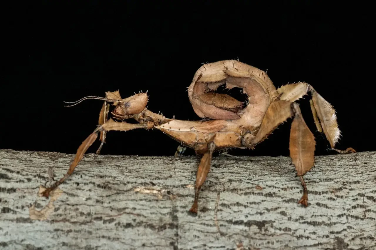 Extatosoma-Tiaratum 08