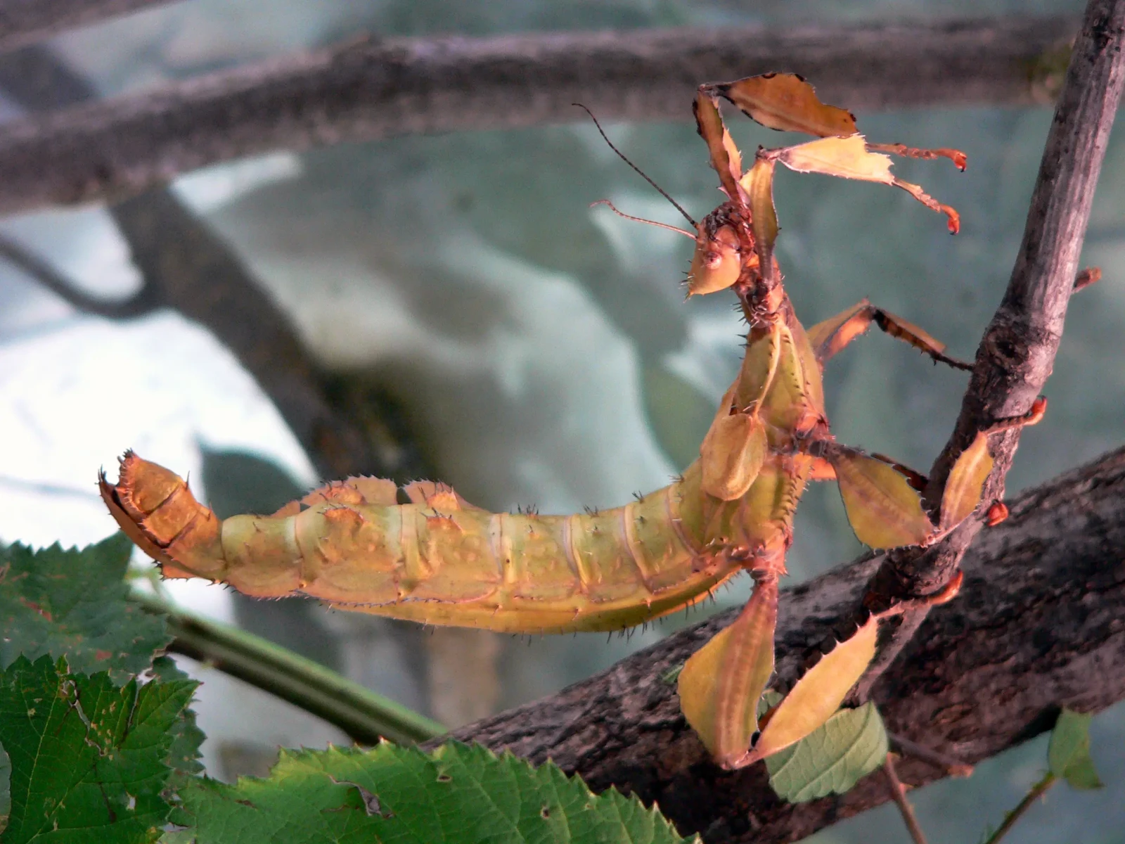 Extatosoma-Tiaratum 09