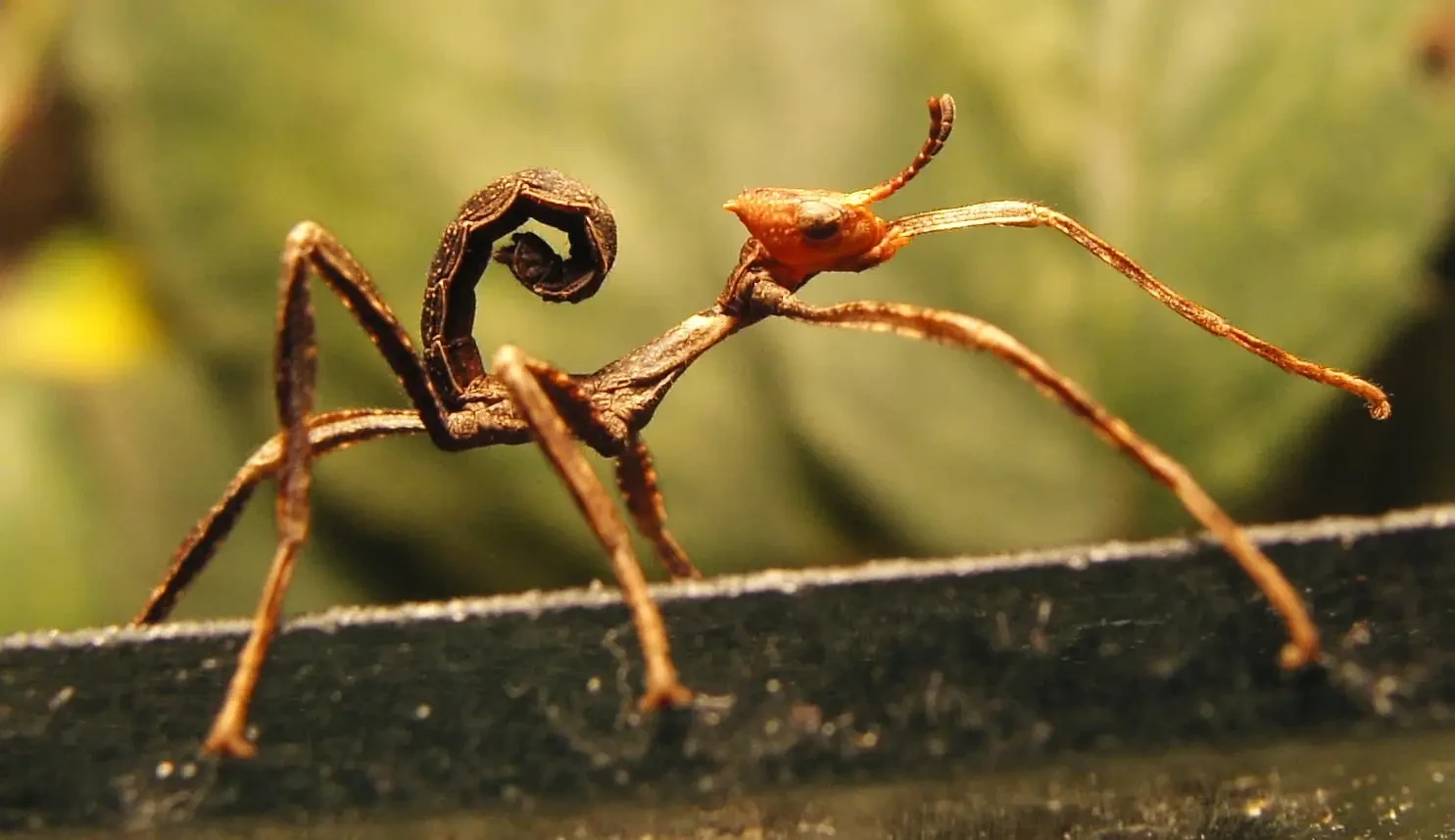 Extatosoma-Tiaratum 10