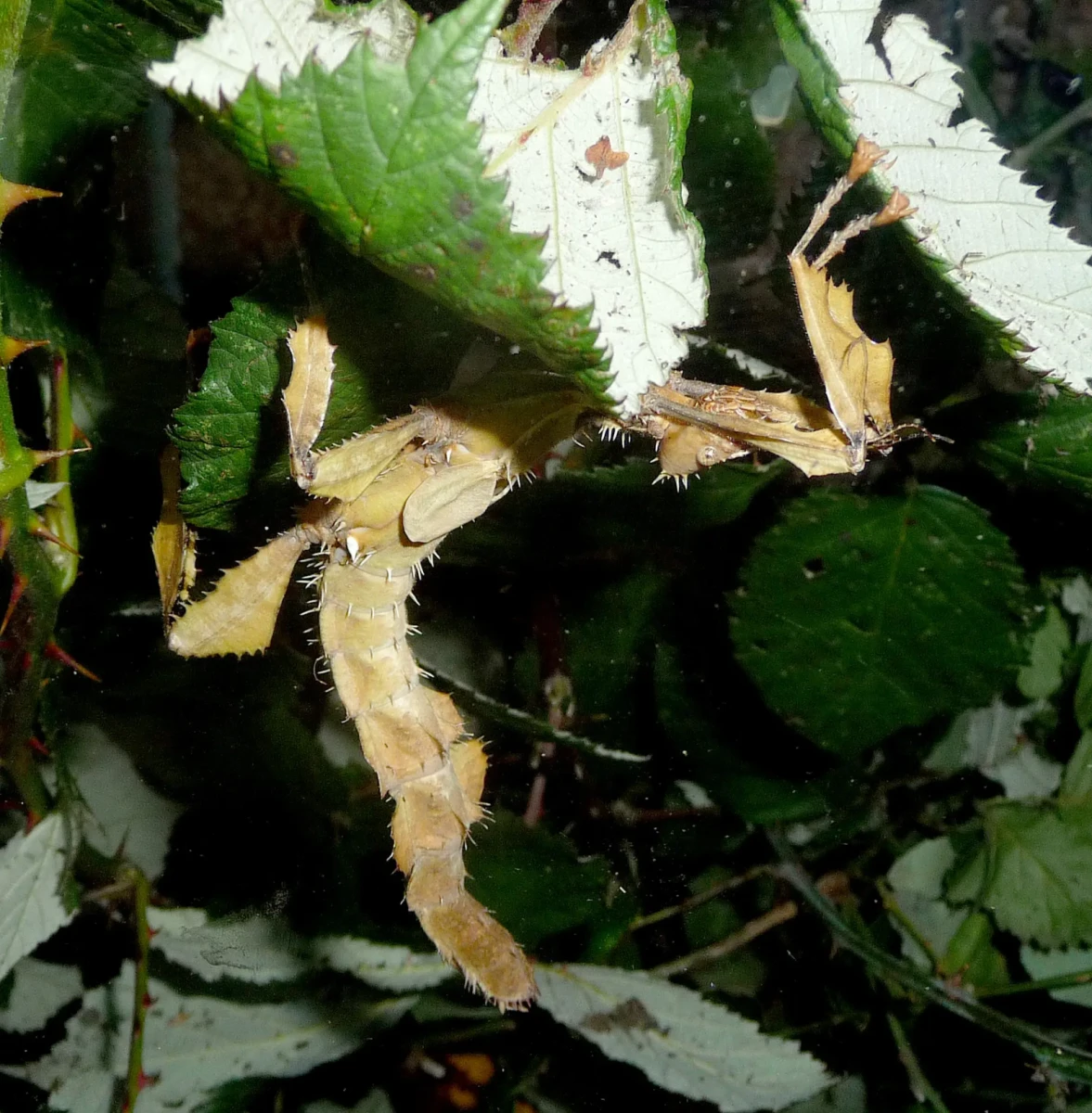 Extatosoma-Tiaratum 11