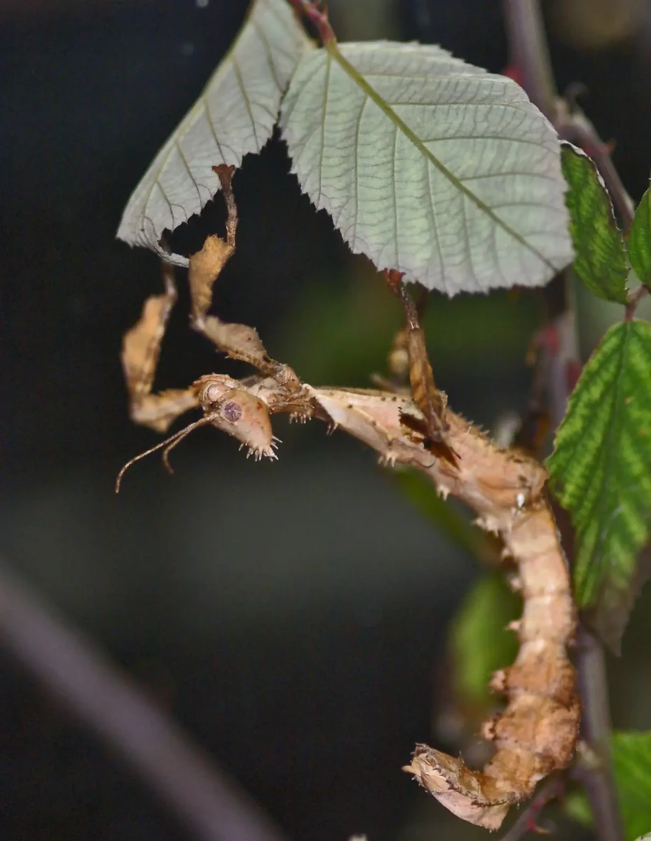 Extatosoma-Tiaratum 12
