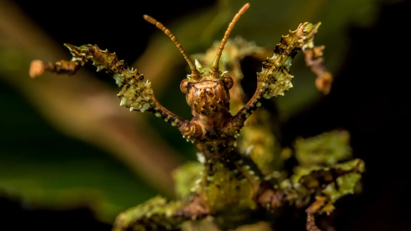 Extatosoma-Tiaratum 13