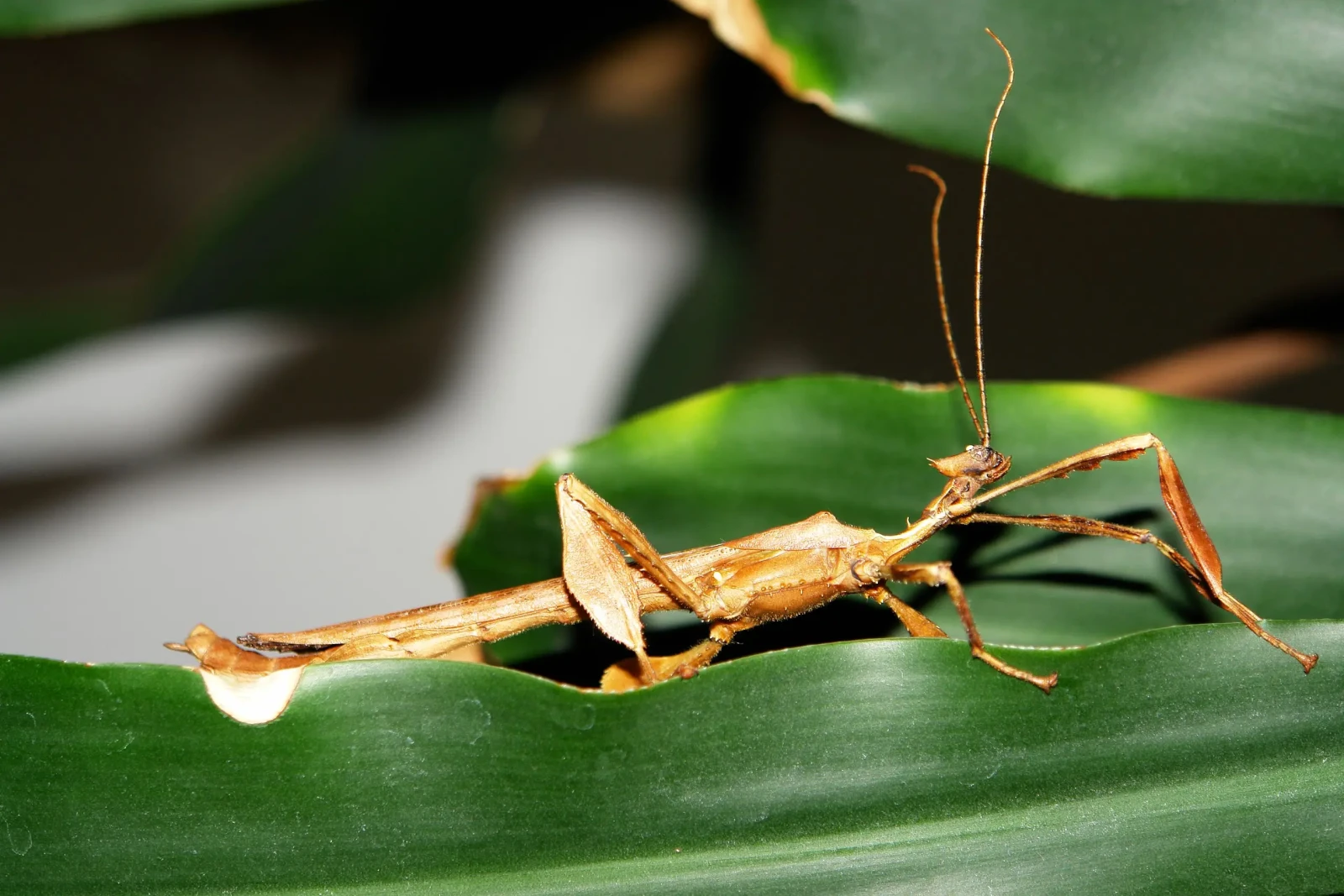 Extatosoma-Tiaratum 14