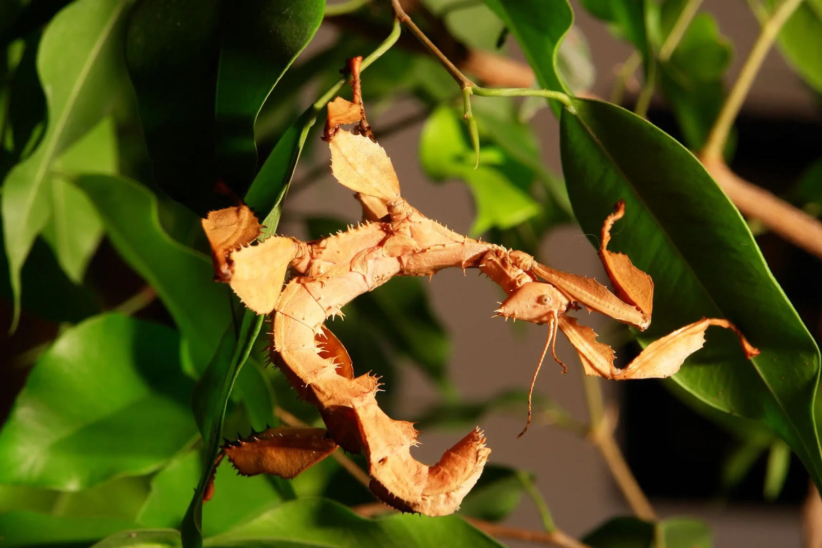 Extatosoma-Tiaratum 15