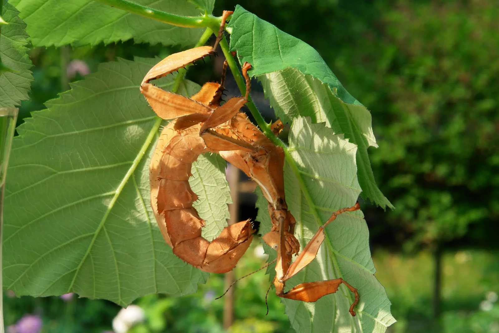 Extatosoma-Tiaratum 16