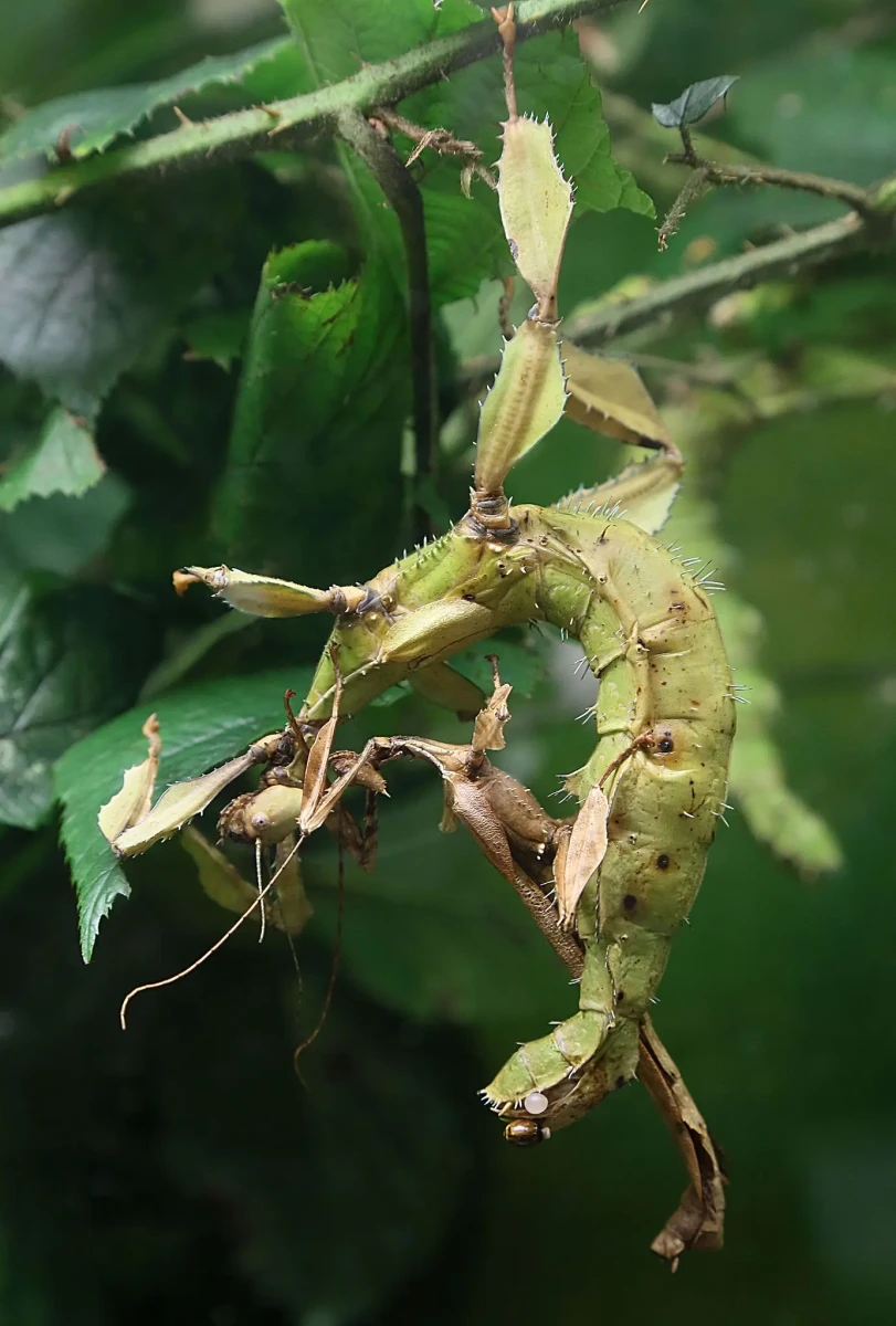 Extatosoma-Tiaratum 17