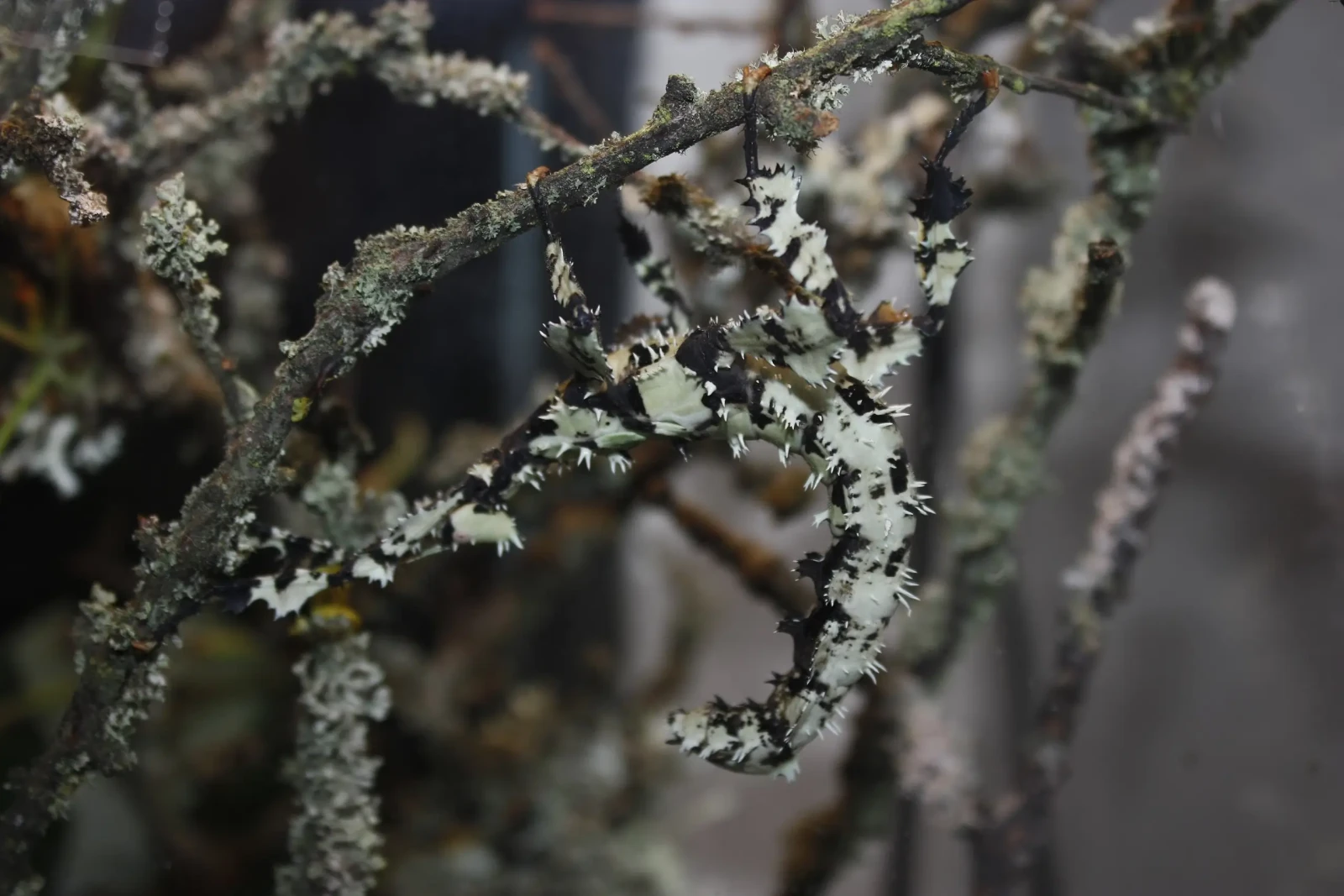 Extatosoma-Tiaratum 18