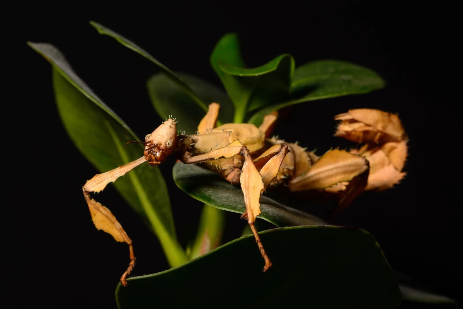 Extatosoma-Tiaratum 19
