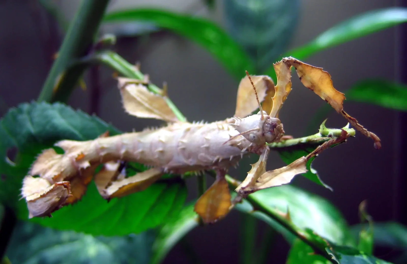 Extatosoma-Tiaratum 20