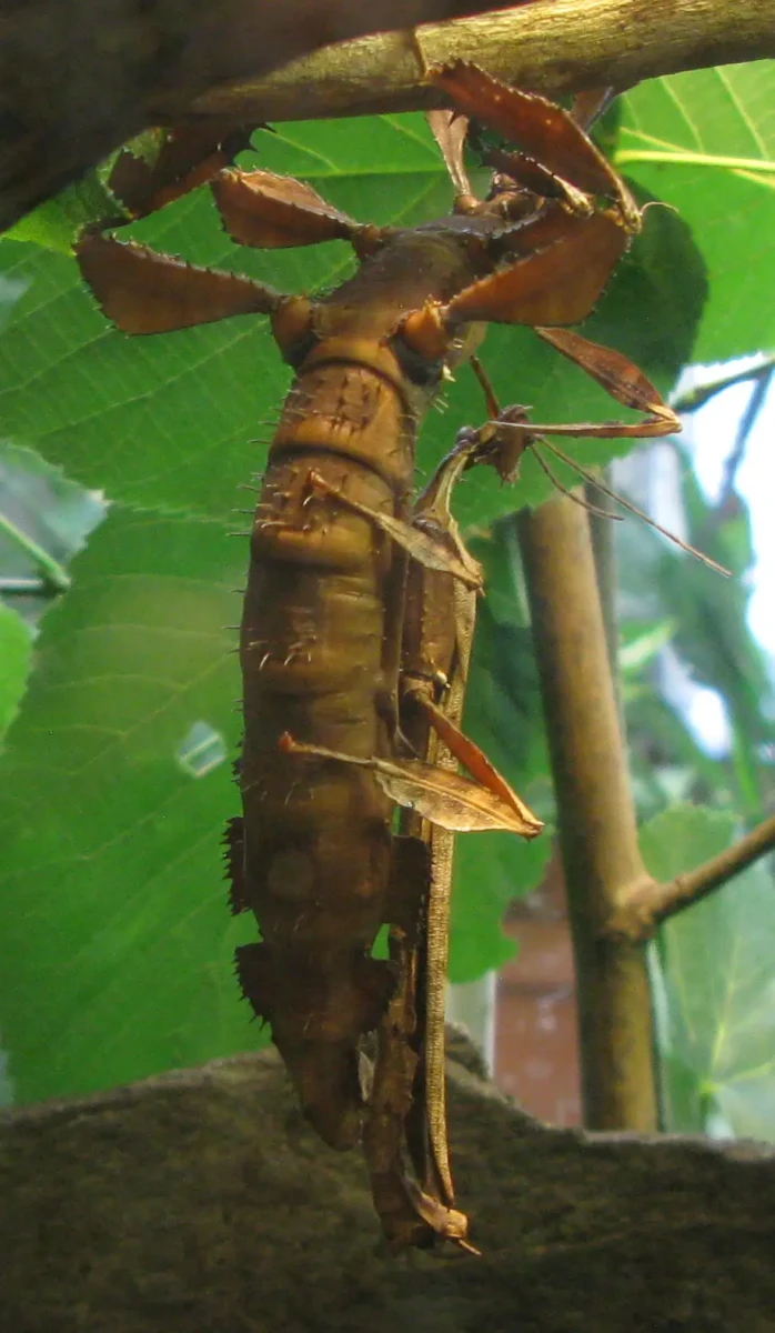 Extatosoma-Tiaratum 21