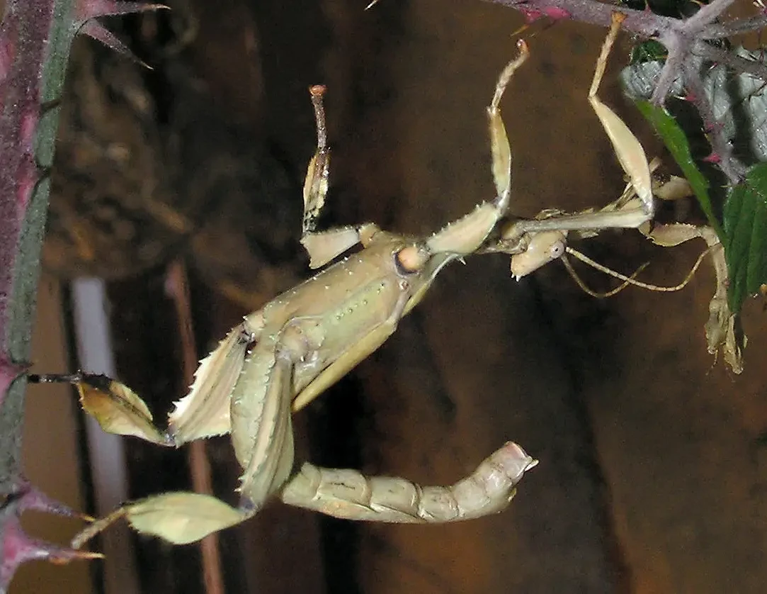 Extatosoma-Tiaratum 22