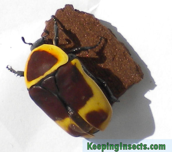 Flower-Beetle-Sun 01