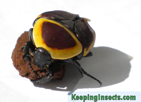 Flower-Beetle-Sun 02