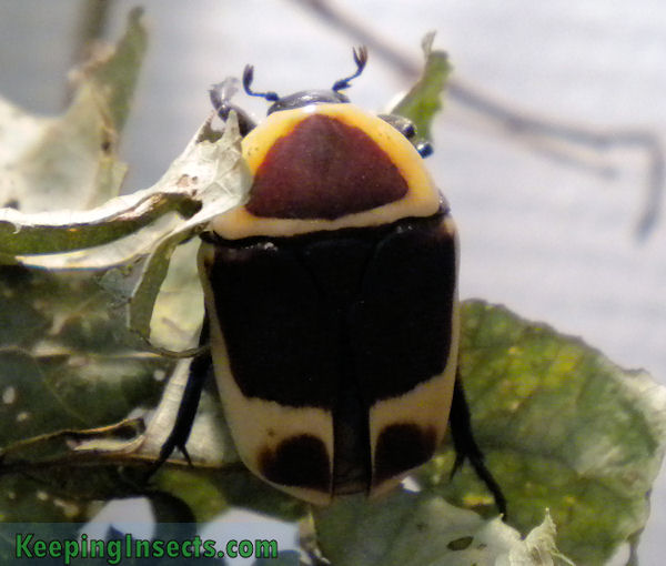 Flower-Beetle-Sun 03